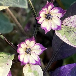 観賞用トウガラシ,観賞用トウガラシ,観賞用トウガラシ・パープルフラッシュ,観賞用トウガラシ・パープルフラッシュ,公園の画像