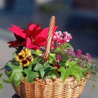 アリッサム,シクラメン,パンジー,アイビー,ポット苗の画像