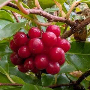 サネカズラ,サネカズラ・果実,果実,山野草,野草の画像