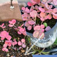 ミセバヤ,秋麗,小さな庭の画像