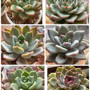 室内窓辺,多肉植物,多肉植物 エケベリア,北海道,韓国苗の画像