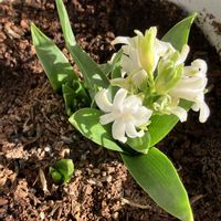 ヒヤシンス,金曜日の蕾たち,Juneの会,白い水曜日♡,秘密の花園♡の画像