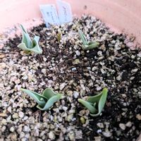 チューリップ,アイスチューリップ,PR,富山県花卉球根農業協同組合,リサール酵産の画像