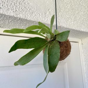 コウモリラン,ビカクシダ・ビーチー,ビカクシダ　ベイチー,観葉植物,キキ　ビカクシダの画像