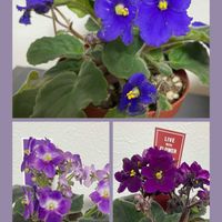 セントポーリア,ハートカズラ,ユーフォルビア 彩雲閣,サネカズラ,花のある暮らしの画像