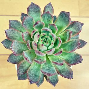 ノーマッド,多肉植物,多肉大好き,多肉中毒,アパートの画像