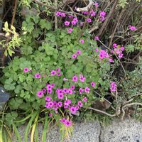 カタバミ,イモカタバミ,イモカタバミ,イモカタバミ,イモカタバミの画像