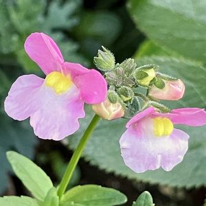 #ガーデニング,ピンクワールドへ ようこそ,エクステリアの画像