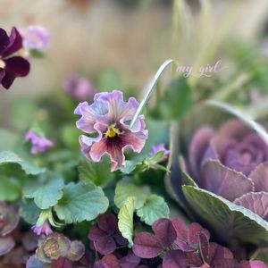 パンジー・ビオラ,マイガール,ビオラ　マイガール,寄せ植え,ナチュラルガーデンの画像