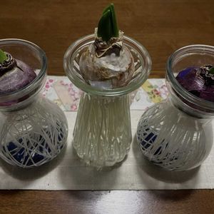 観察日記,花のある暮らし,季節のお花,我が家のお花,ヒヤシンス水栽培の画像