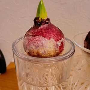 ヒヤシンスの水耕栽培,ヒヤシンスの水栽培★の画像