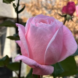 もみの木,プレゼント,オーナメント,クリスマスツリー,大きな松ぼっくりの画像