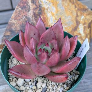 多肉植物,エケベリア属,ガーデニング,多肉植物 エケベリア,成長記録の画像