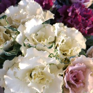 葉牡丹,白組♪,玄関の画像