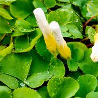 カタバミ,カタバミ,雨あがり,ご近所散歩,白い水曜日♡の画像