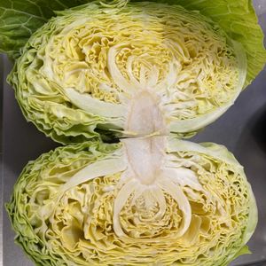 キャベツ,キャベツ,収穫物,貸農園,キッチンの画像