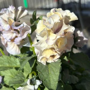 パンジー,ナチュラルガーデン,冬の花,お庭の花たち,花と暮らすの画像