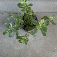 カランコエ,ベンケイソウ科,iPhone撮影,小さな庭の画像