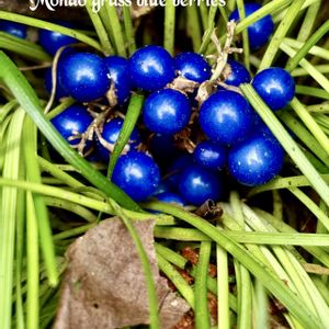 ヤブラン,ジャノヒゲ,ヒメユズリハ,シャシャンボ,山野草の画像