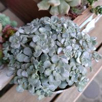 ミセバヤ,多肉いろいろ,子持ち蓮華錦,多肉植物,斑入り見つけ隊♪の画像