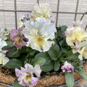 寄植え,ハンギング,白い水曜日,小さな庭,玄関アプローチの画像