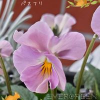 パスフリ,桂楓園　パスフリ,パスフリ　桜貝,プランター植え,ビオラ・パンジーの画像