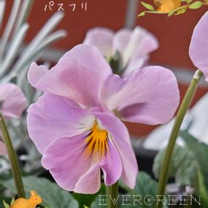 パスフリ,桂楓園　パスフリ,パスフリ　桜貝,プランター植え,ビオラ・パンジーの画像