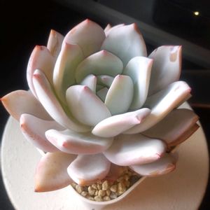 象牙,マンモス,サンガ,サンア,窓辺の画像