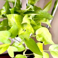 ポトス,サトイモ科,ポトス テルノ ムーンライト,ポトス テルノ ムーンライト,観葉植物の画像