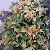 センリョウ,ノコンギクの画像