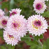 キク,元気！,iPhone撮影,今日も良い1日を,一日一笑の画像