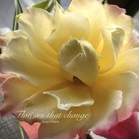 バラ ピース,ローズ,花のある暮らし,緑のある暮らし,薔薇の花の画像