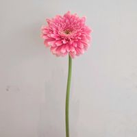 ガーベラ,大輪ガーベラ　パワーボール,一人一花,一人一花運動@福岡市,ハナノヒの画像