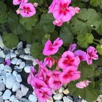 ゼラニウム,プリムラ マラコイデス,プリムラ マラコイデス,ネリネ(ダイヤモンドリリー),ジャリンバイの実の画像