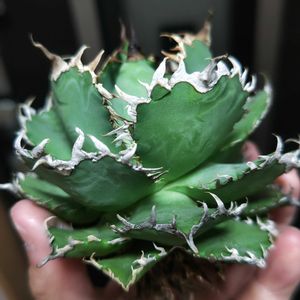 アガベ,アガベ チタノタ,アガベ・チタノタ フィリグリー,多肉植物,観葉植物の画像