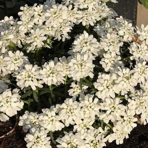 イベリス スノーサーファー,私のお気に入り,癒やしと喜び,玄関アプローチ,庭の画像