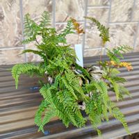 トキワシノブ,トキワシノブ,シダ植物,ガーデニング,ボタニカルライフの画像