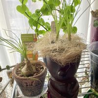 亀甲竜,アルブカ　フミリス,多肉植物,われら17年組,北国の窓辺の画像