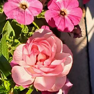 ラナンキュラス　ラックス,サフィニアアート,ヴィーナス,ラナンキュラス　ラックス　ヴィーナス,鉢植えの画像