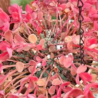 ミセバヤ,ミセバヤの赤ちゃん,多肉植物,ガーデニングの画像