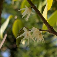 ロウバイ,トキワロウバイ,お出かけ先の画像