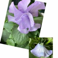 絵になるスミレ・パルム,花のある暮らし,青い花マニア,おうち園芸,チーム・ブルーの画像