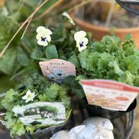 ビオラ,サクラソウ ウインティー ピーチ,八重咲きノースポール“雪の華”,ビオラ・トルニー,花のある暮らしの画像