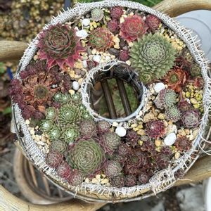 センペルビウム,多肉植物,ガーデニング,センペルビウムの寄せ植えの画像