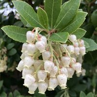 花のある暮らし,朝の散歩道,道端で,猫大好きの画像