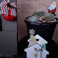 多肉植物,クリスマス,元気もらえる,お花のある暮らし,笑って咲く花の画像