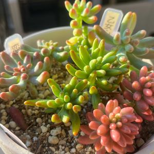 オーロラ,乙女心,恋心,多肉大好き,つぶつぶの画像