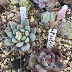 エケベリア ショコラ,キャラメルプリン,紅葉する多肉,多肉植物のある暮らし,寒さに負けるなの画像