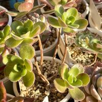 アドニス,多肉植物,多肉大好き,アエオニウム属,多肉中毒の画像