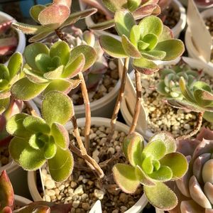 多肉植物,多肉大好き,アエオニウム属,多肉中毒,succulentの画像